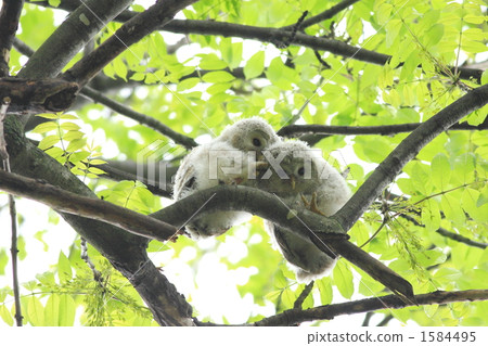 Ezo Flower 01 1584495