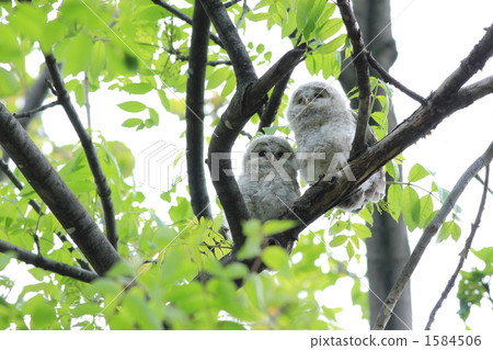 Ezo Owl 05 Ezo Owl 05 1584506