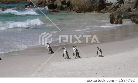 我在南非海岸捕獲了一隻野生企鵝企鵝。 1584792