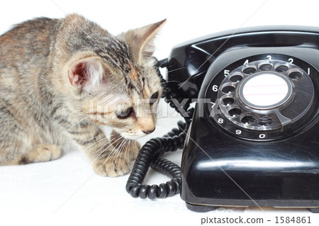 Black phone and cat 4 1584861