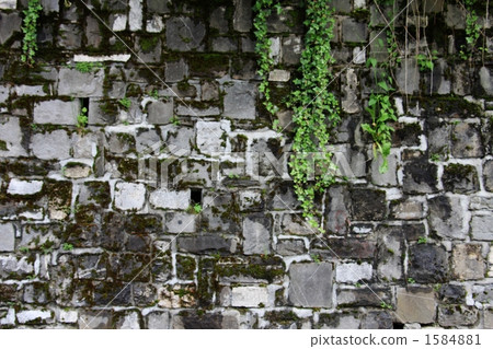 ivy, stone wall, wall 1584881