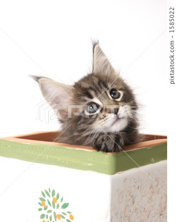 進入花盆的小貓 1585022