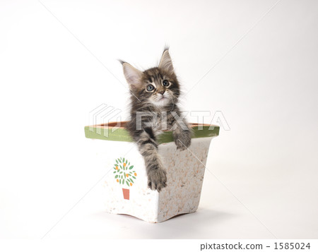 Kitten that entered the flower pot 1585024