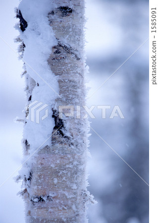 rime, snow, snowy 1585091