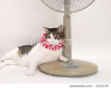 風扇和鋪設貓 1585276
