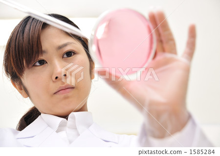 培養皿 培養液 細胞 1585284