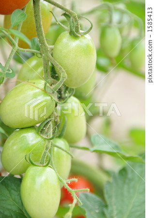 Tomato   Tomato   1585413