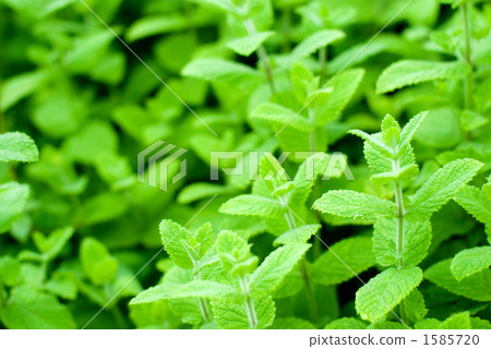 蘋果薄荷葉 1585720