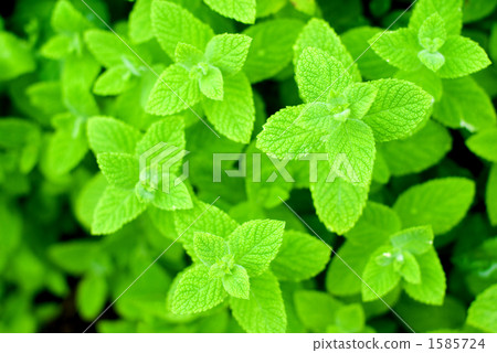 蘋果薄荷葉 1585724