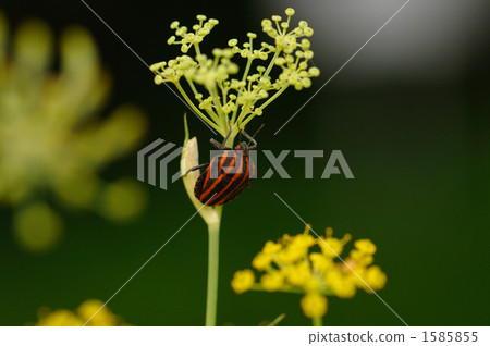 Akushushi Bamboo 1585855