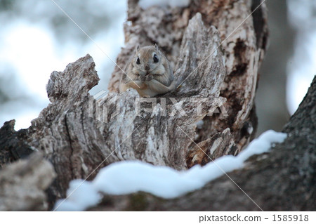 Ezomon摩卡在死樹上 1585918