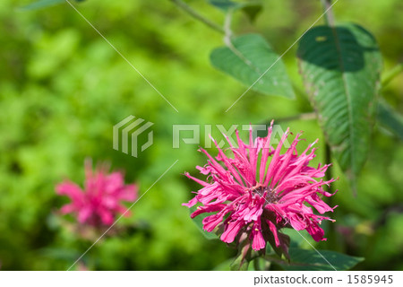 佛手柑花 1585945