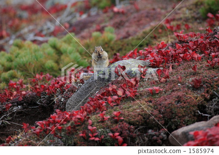 URashima杜鵑花和Ezoshimaris 1585974