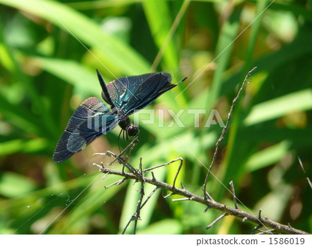 Butterfly dragonfly 1586019