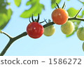 西紅柿 番茄 藍天 1586272