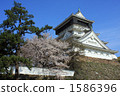 Sakura Kokura castle 1586396