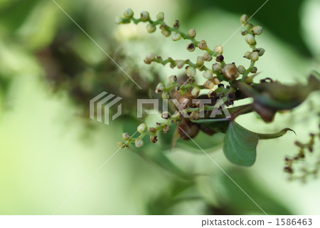 A flower of a potato 1586463