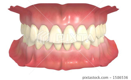 永久牙列 1586536