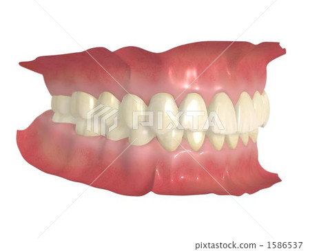 永久牙列 永久牙列 1586537