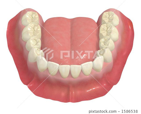 下顎永久性牙排 1586538