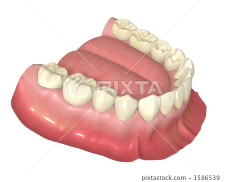 下顎永久性牙排 下顎永久性牙排 1586539