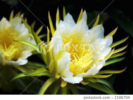 花從夜到晚，月光開花 1586704