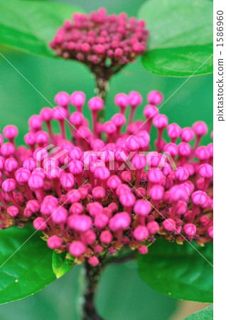 鈕海州常山 1586960