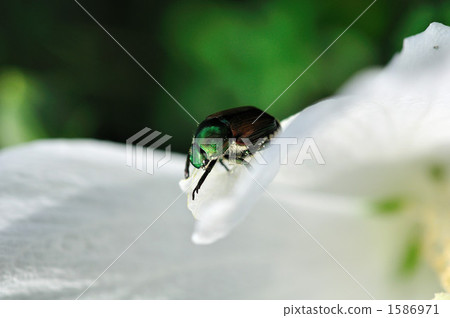 Scarab 1586971
