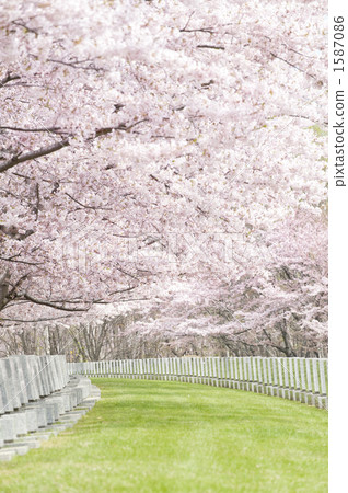 Cherry tree in full bloom  1587086