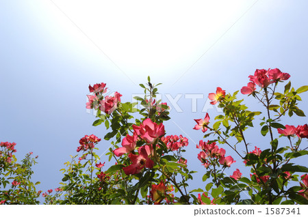 Blue sky and rose 1587341