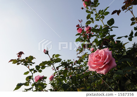 Blue sky and rose 1587356