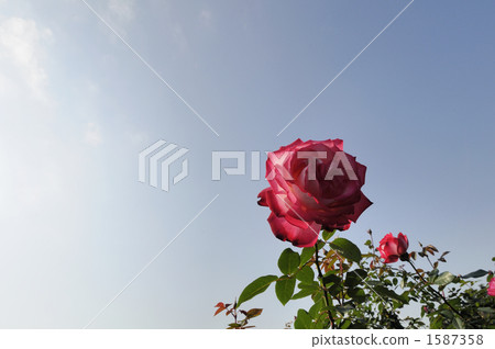 Blue sky and rose Blue sky and rose 1587358