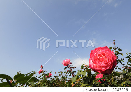 Blue sky and rose Blue sky and rose 1587359