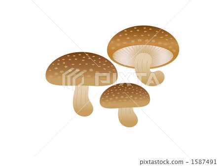 Shiitake mushroom 1587491