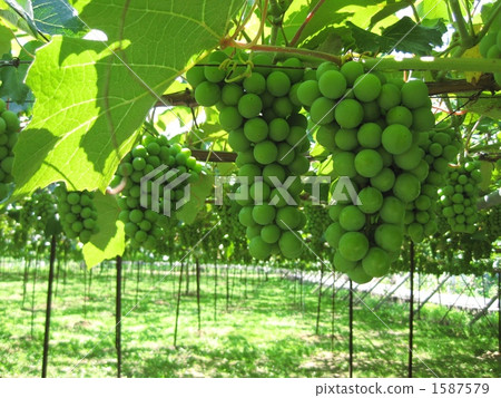 藍色的葡萄 1587579