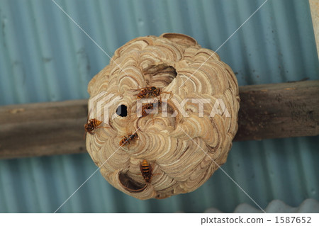 Horny nest ① Horny nest ① 1587652