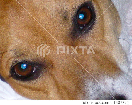 Blue eye gaze 1587721