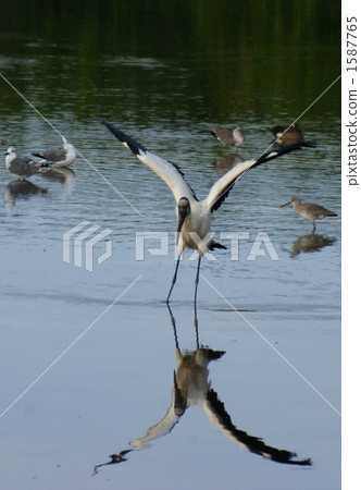 Wood Stoke Stork USA Florida Everglades National Park 1587765