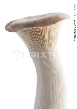 king oyster mushroom king oyster mushroom 1587798