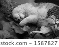 Siesta 1587827