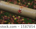 Late autumn 1587854