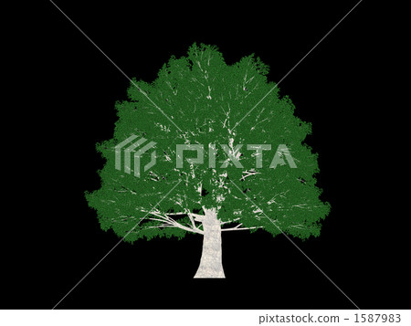 Big tree Big tree 1587983