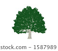 Big tree 1587989