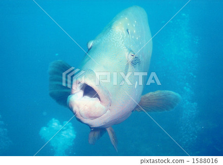 Magshot of Napoleonic fish 1588016