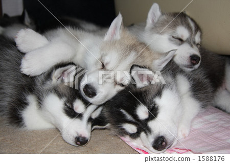 Husky puppies 1588176