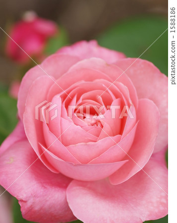 Rose bruno perpian 1588186