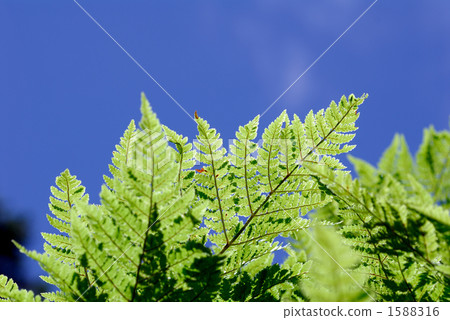 Midsummer inosita 1588316