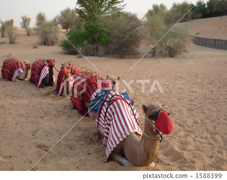 Camel experience in Dubai 1588399