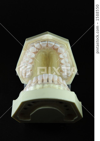 The open state of the jaw model seen from below 1588550