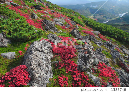 URashima azalea at the summit 1588746